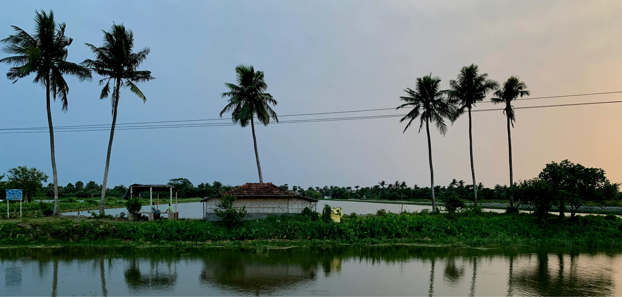 The Flora and Fauna of East Kolkata Wetland